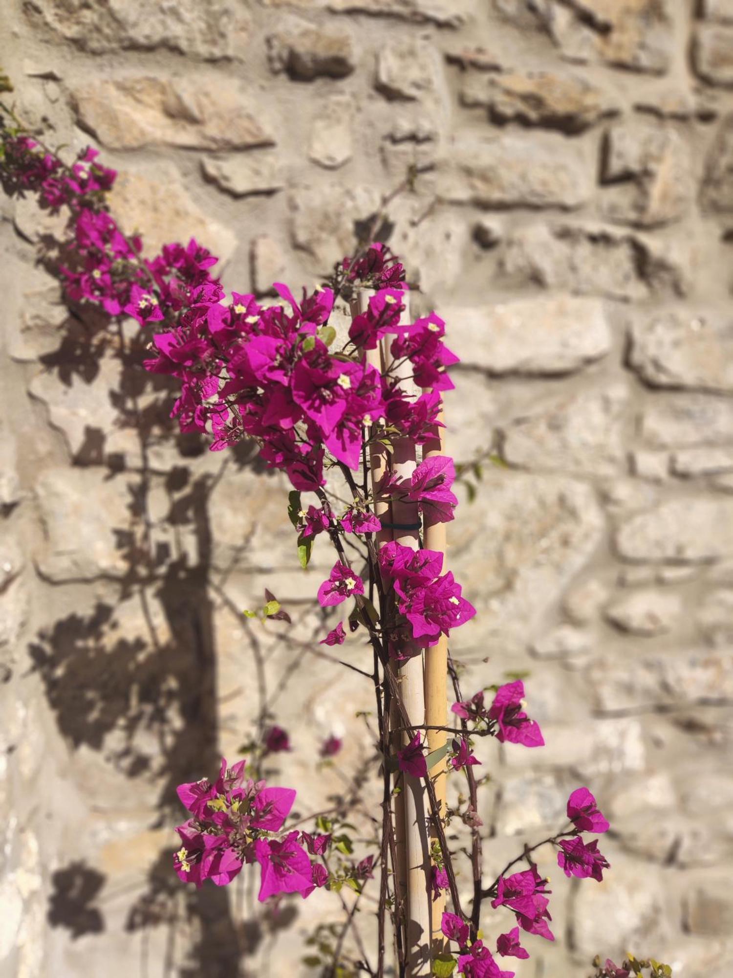 Pyrgi Cretan Living & Spa Pirgos  Eksteriør bilde
